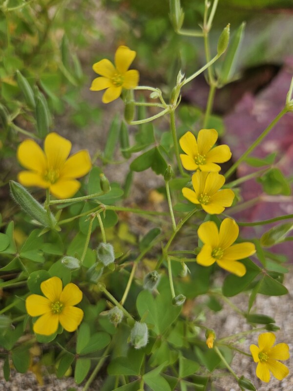 다섯 장의 노오란 꽃잎을 모아 종지 모양을 만든 괭이밥꽃