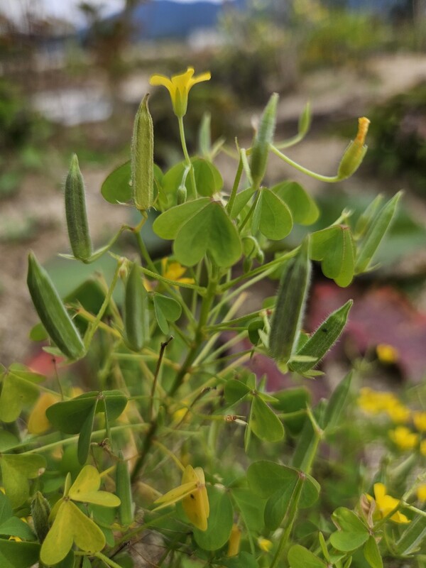 로켓이 곧 발사될 듯 곧추 선 괭이밥 꼬투리